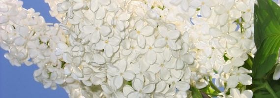Lilacs (Flower)